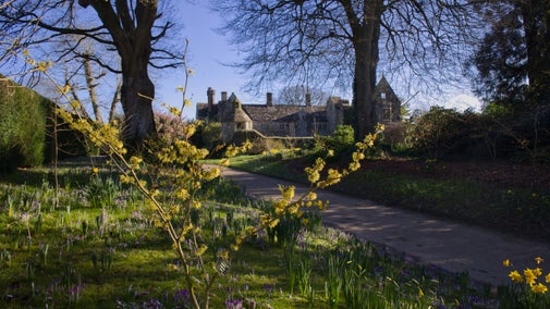 Signs of spring at Nymans